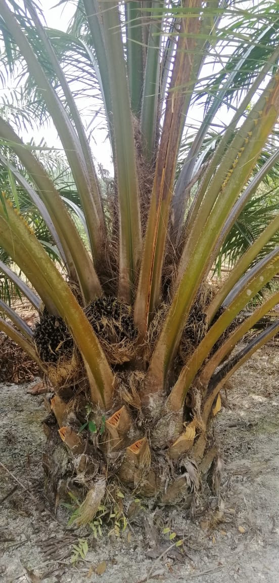 Palm Oil Trees Farm Management 6